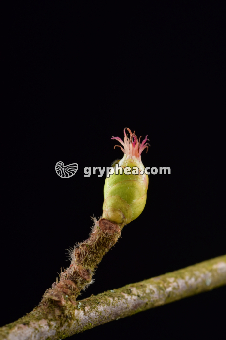 Noisetier (Corylus avellana) - Fleur femelle  - gryphea.com